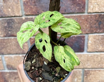 Monstera Adansonii Mint variegated