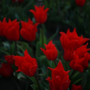 Tulipe Carte postale