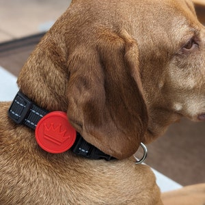 May include: A brown dog wearing a black collar with a red tag that has a crown logo on it.