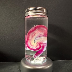 May include: A clear glass jar with a silver lid containing a preserved pink and white brain specimen.
