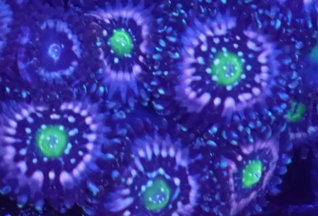WYSIWYG Blue Lagoon Zoa Zoanthids Frag 1 Easy Softy Live Etsy