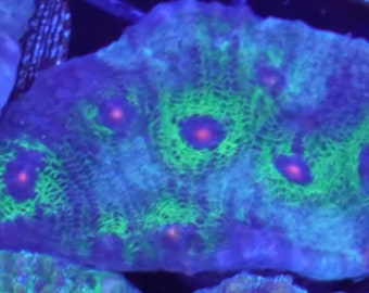 WYSIWYG Avatar Mycedium Chalice Mini Colony #1 Easy LPS Live Coral