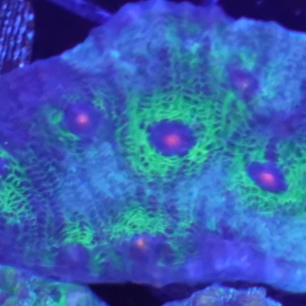 WYSIWYG Avatar Mycedium Chalice Mini Colony #1 Easy LPS Live Coral