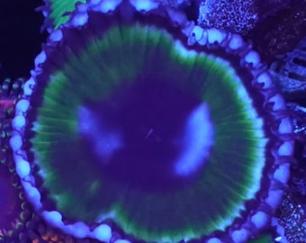 WYSIWYG Wormhole Grandis Frag #1 Easy Softy Live Coral Zoanthids Paly