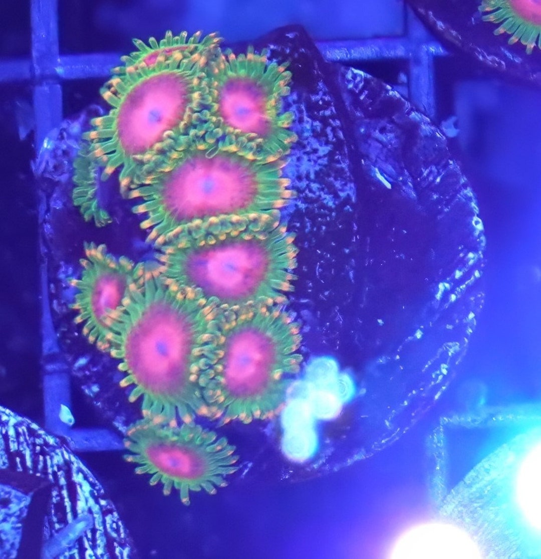 WYSIWYG Awesome Blossom Zoa Frag 2 Easy Softy Live Coral Shrooms Etsy