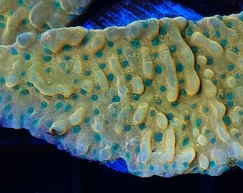 WYSIWYG WWC Kung Pao Monipora Frag #1 Easy SPS Live Coral