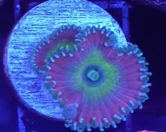 WYSIWYG Beauty And The Beast Paly Zoa Frag #1 Easy Softy Zoanthids  Live Coral