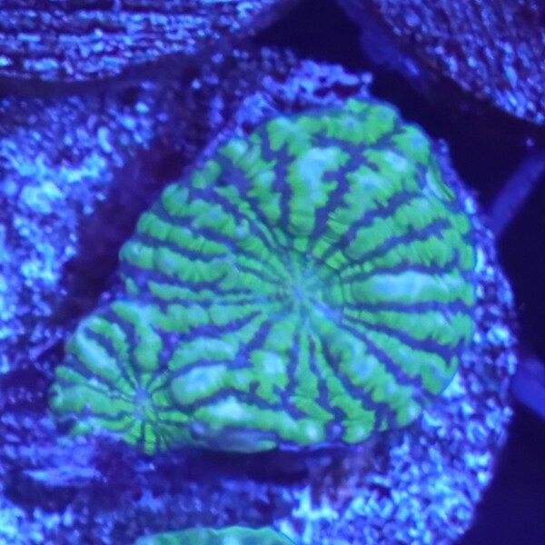 WYSIWYG Toxic Green Convict Chalice Frag #1 Easy LPS Live Coral