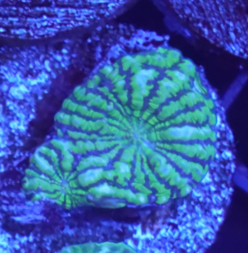 WYSIWYG Toxic Green Convict Chalice Frag 1 Easy LPS Live Coral Bild 1