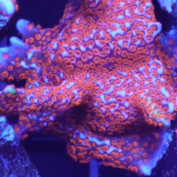 WYSIWYG Bubblegum Digi Frag #1 Easy Digitata SPS Live Coral