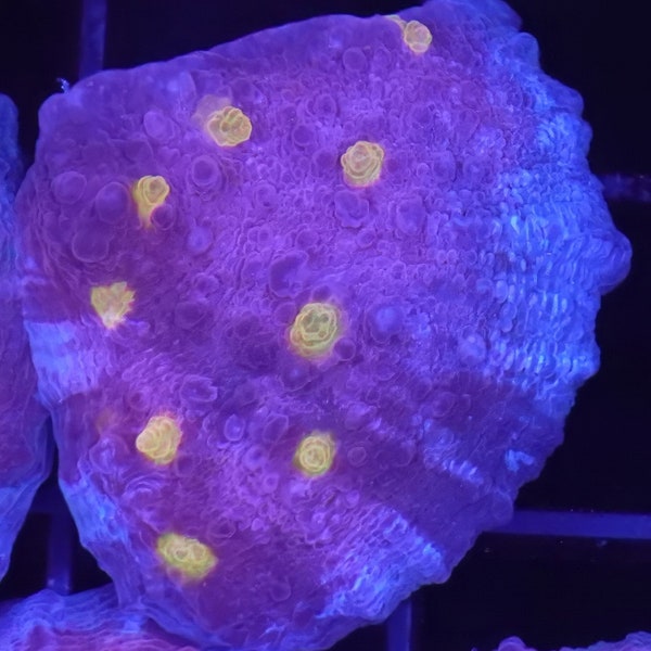 WYSIWYG TM Rainbow Eye Burgundy Chalice Mini Colony #1 Easy LPS Live Coral