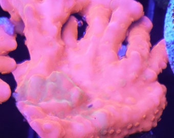 WYSIWYG Grafted Montipora Setosa Frag #1 Easy SPS Live Coral