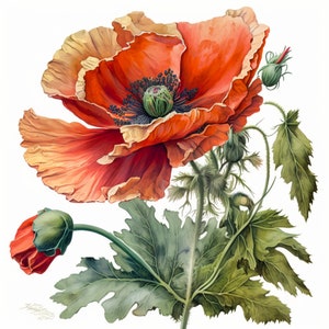 Oriental Poppy Clipart 5 High Quality PNGs Digital Download Great For Card Making Mixed Media Digital Paper Craft  print canvas wall art