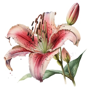 Stargazer Lily Clipart 5 High Quality JPGs Digital Downloads Card Making Mixed Media Digital Paper Craft print printable canvas wall art