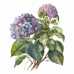 Hydrangea Clipart 5 High Quality JPGs Digital Downloads Card Making Mixed Media Digital Paper Craft  print canvas wall art