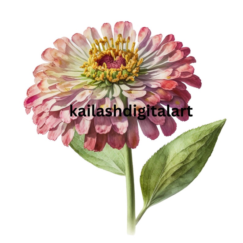 Watercolor Pink Zinnia Clipart Digital PNG Commercial Use Garden Flower