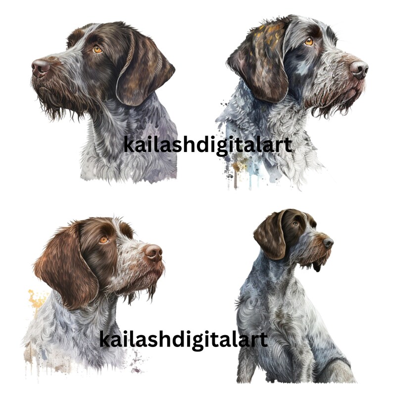 German Wirehaired Pointer Clipart High Quality Jpgs Digital Paper ...
