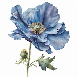 Blue Poppy Clipart 5 JPGs de alta qualidade Downloads digitais Cartão de mídia mista Digital Paper Craft impressão em tela arte de parede