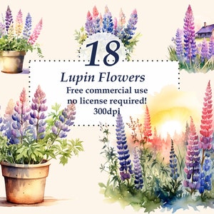 Lupin clipart, Watercolor Wildflower Art. PNG Transparent background for graphic design, Canva, scrapbook, stickers, sublimation. 300dpi.