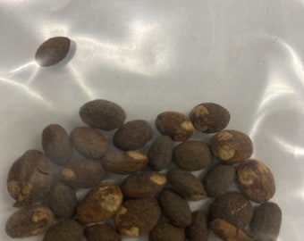 Aworoso Seed(Croton Pendoliflurous Seed) Ghana seeds 20seeds