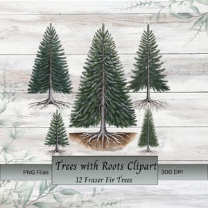 Evergreen Trees Clipart Fraser Fir Trees Trees with Roots Christmas Tree Clipart Instant Download PNG Bundle