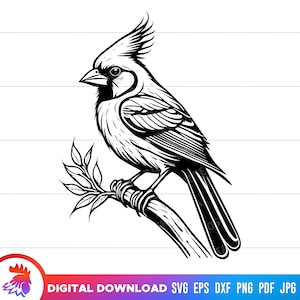 Kardinaal SVG, Kardinaal Vogel, Mannelijke Kardinaal, Kardinaal gesneden bestand, Kardinaal clipart, Kardinaal SVG voor cricut, Vector, PNG, DXF, SVG, PDF, JPG
