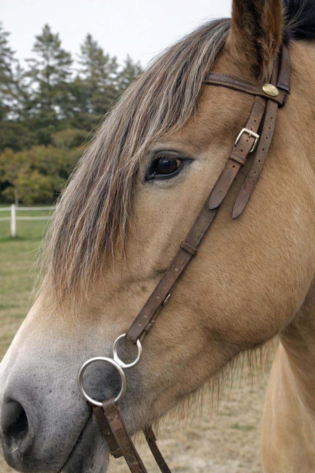 4,5 Kg Crins De Cheval Véritables - Marron Clair, Foncé, Gris Noir Pour Archet Violon