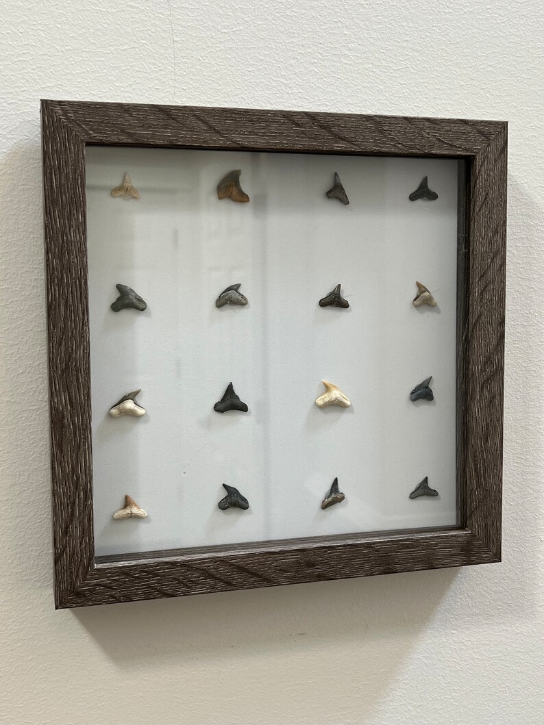 Home Decor Fossil Shark Teeth Art Rustic, Display, Farmhouse, Shark