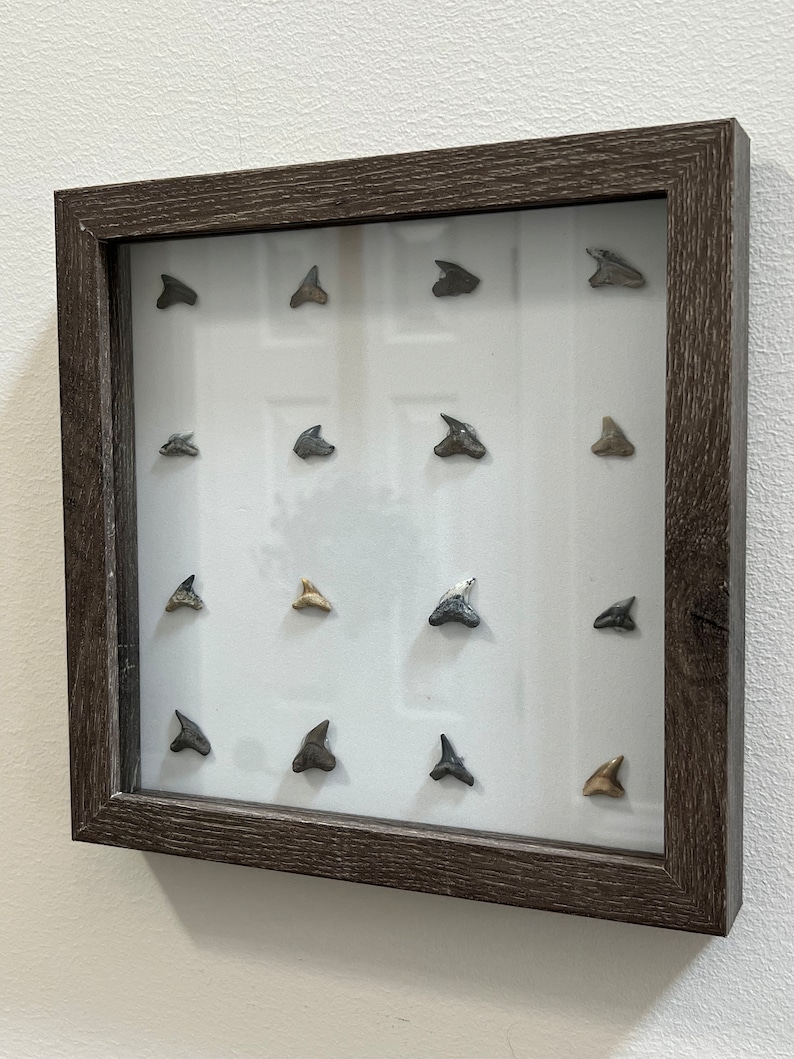 Home Decor Fossil Shark Teeth Art Rustic, Display, Farmhouse, Shark