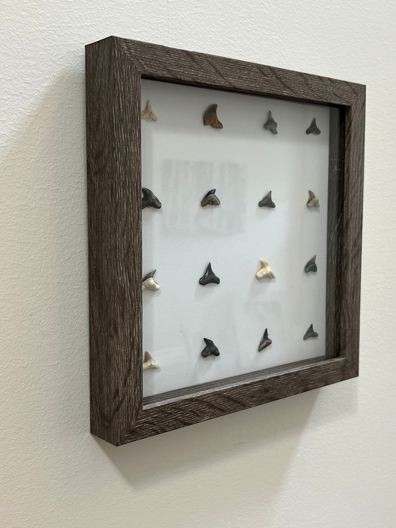 Home Decor Fossil Shark Teeth Art Rustic, Display, Farmhouse, Shark