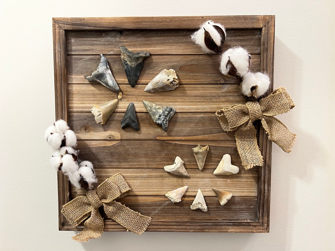Home Decor Fossil Shark Teeth Art Rustic, Display, Farmhouse, Shark