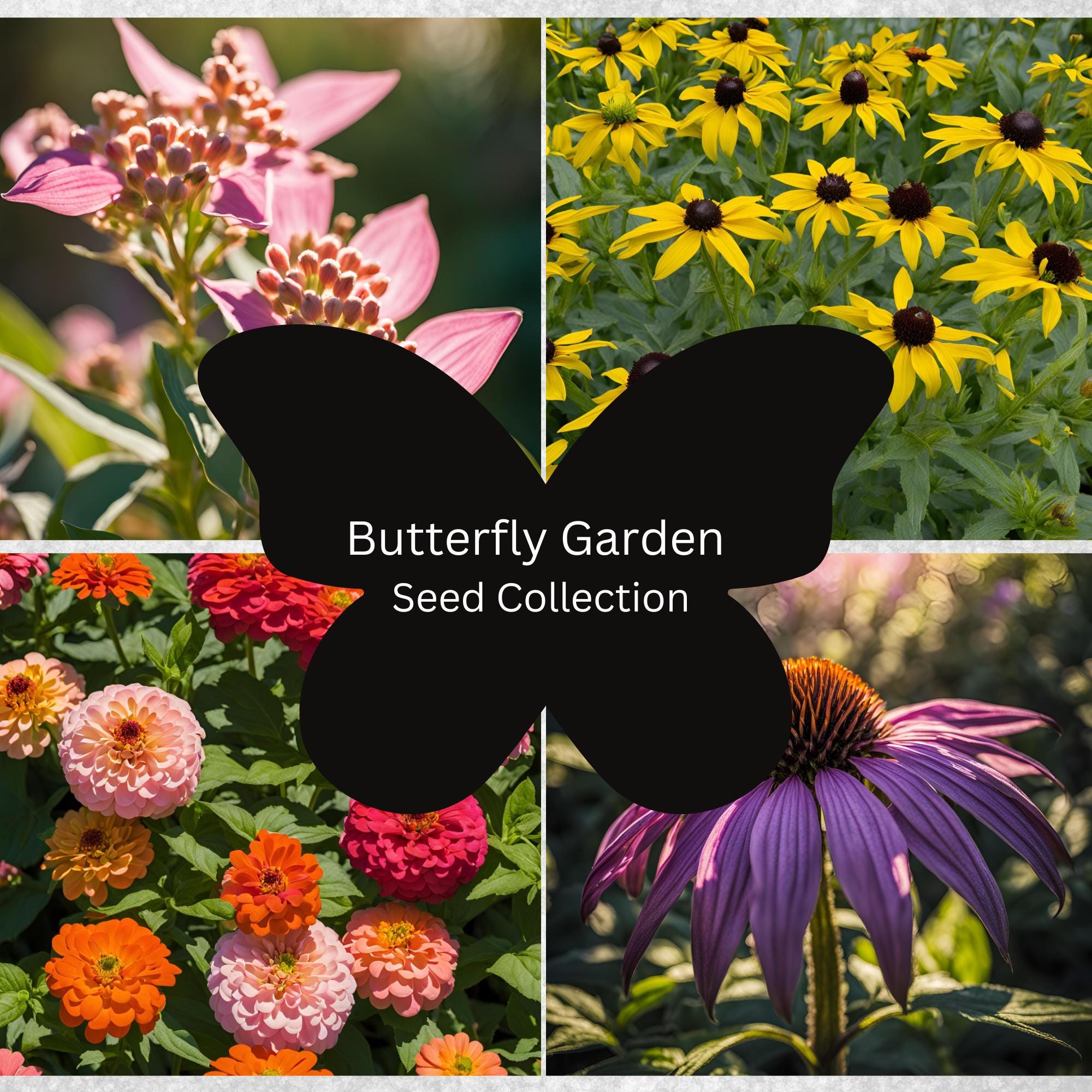 Butterfly Haven Seed Kit - Grow a Magical Pollinator Garden