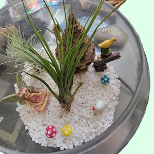 Enchanted Fairy Garden Terrarium Kit with air plants-gift-birthday-low maintenance