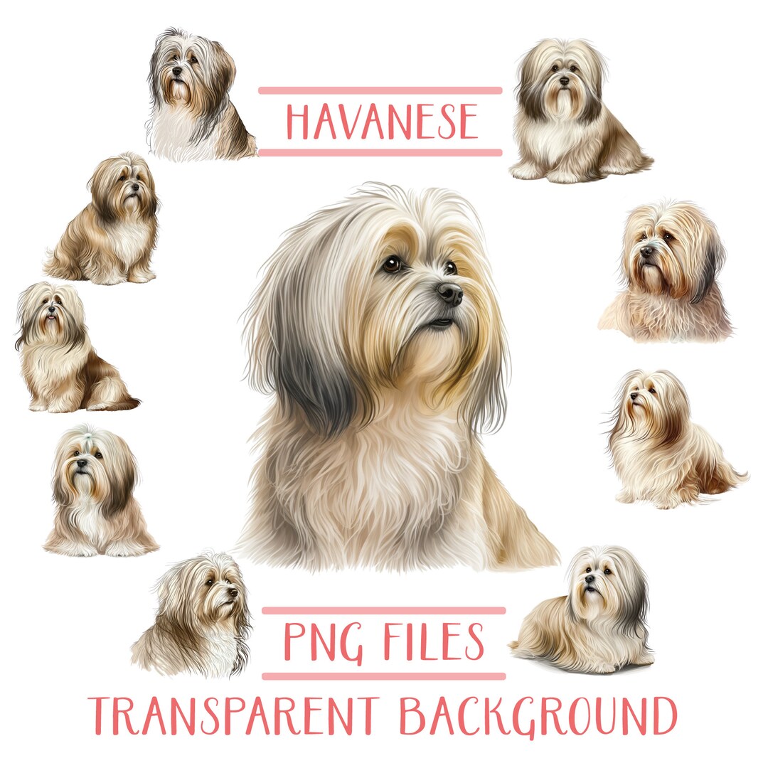Havanese Png File Bundle, Havanese Dog Png Sublimation ,havanese Clip