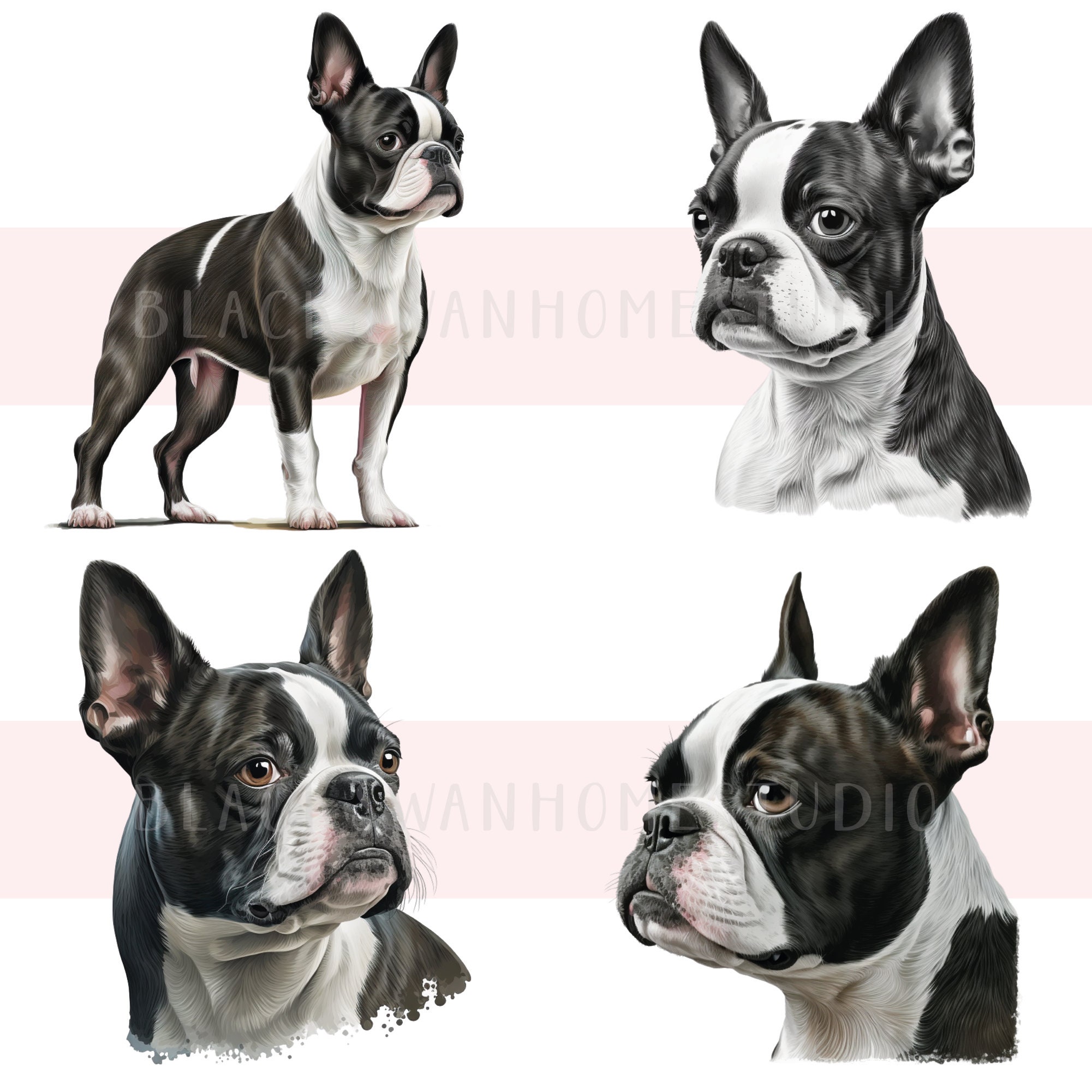 Boston Terrier Clipart Png Bundle Boston Terrier Png Pack - Etsy