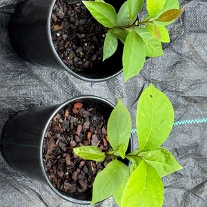 May include: Two small green plants with pointed leaves growing in black plastic pots filled with dark brown wood chip mulch. The plants have vibrant light green foliage and are positioned side by side, viewed from directly above.