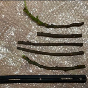 5 fresh cut on order Blk Mission fig cuttings or( 3 mission & 2 brown Turkey figs )