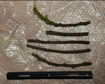 5 vers gesneden op bestelling Blk Mission vijgenstekken of (3 missie & 2 bruine kalkoenvijgen)