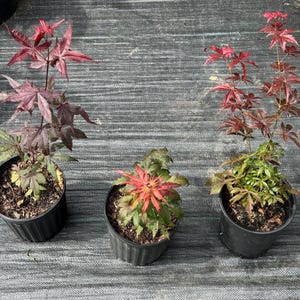 Acer Red Japanese Maple Tree