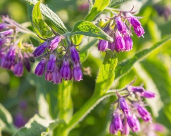 Plant  Comfrey bock 14 AKA bone knit plant