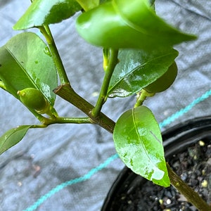 Bearss lemon citrus tree grafted