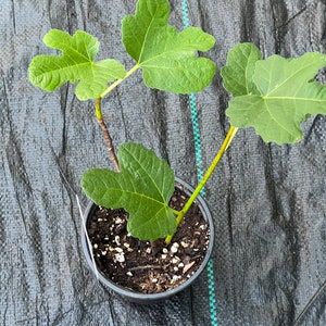 LSU Gold fig