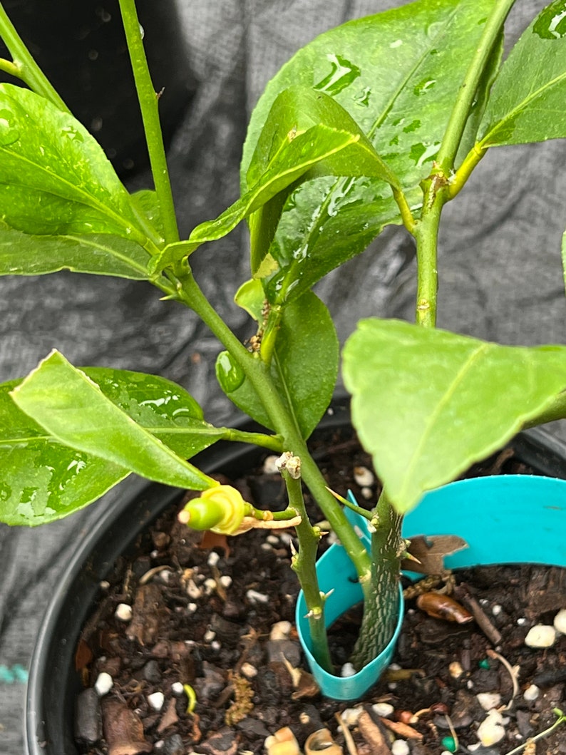 Bearss Lemon Citrus Tree Grafted Etsy