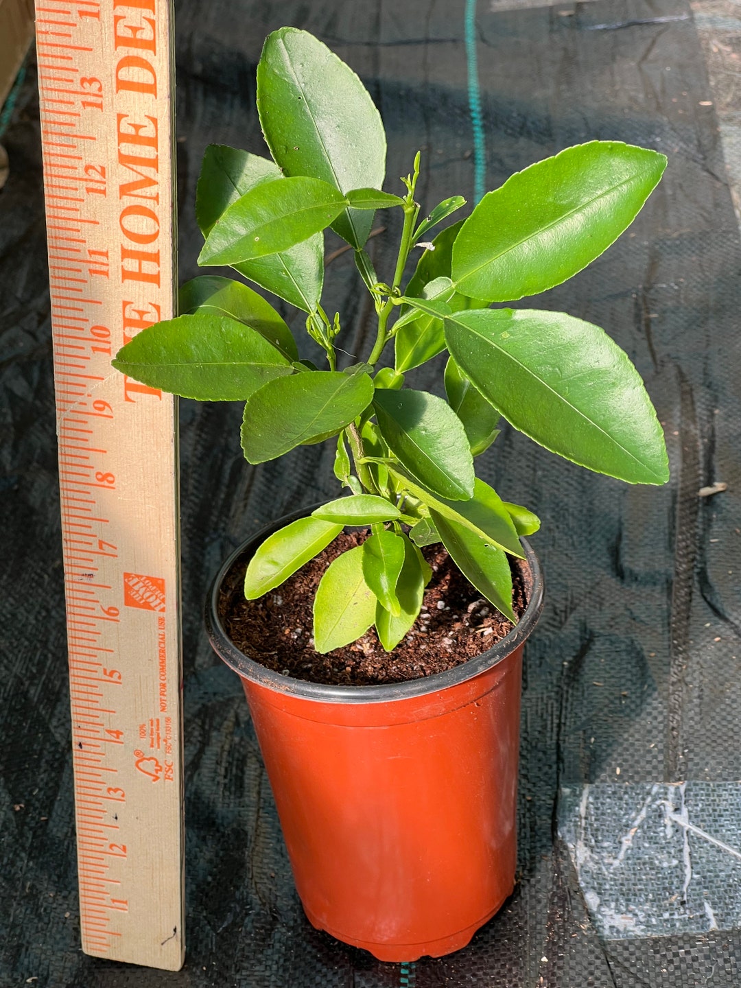 Ruby Red Grapefruit Tree Etsy