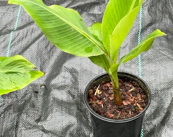 Hardy Banana (Lady Fingers)