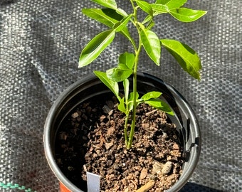 Yuzu seeding Tree
