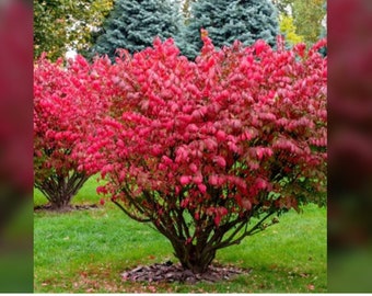 Eye-Catching Burning Bush