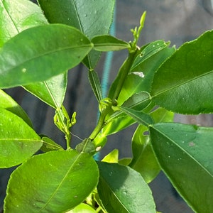 Ruby Red Grapefruit Tree - Etsy