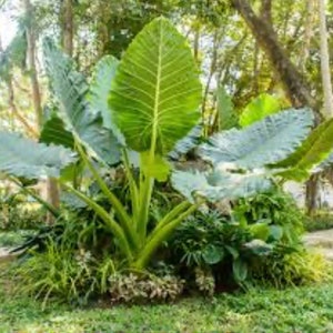 Thai Giant elephant Ears