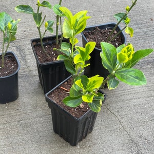 Golden Tip Shrub